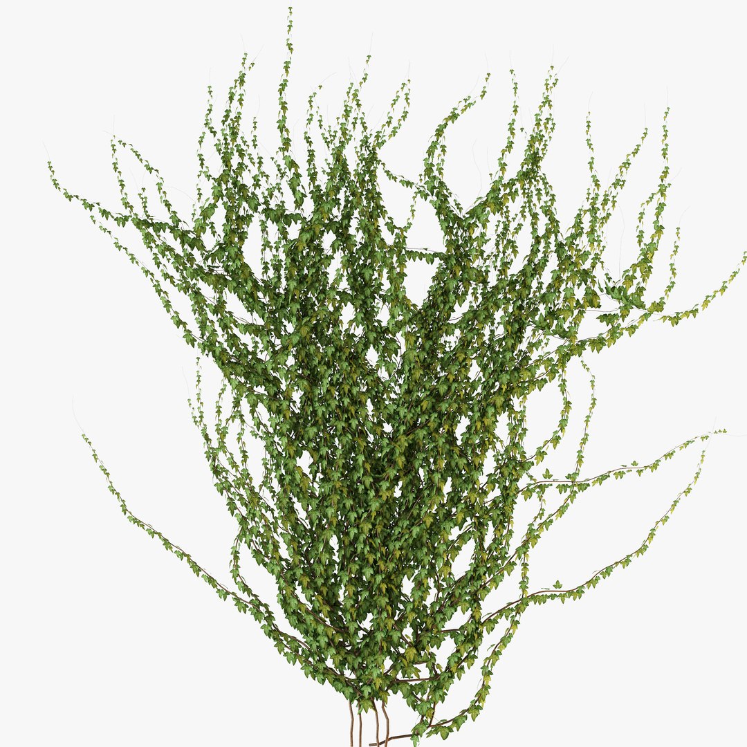 3D Realistic Ivy Plants Set GrowFx Included model https://p.turbosquid.com/ts-thumb/YE/s8RgfI/cZ/ivy_collection_preview_03/jpg/1754128915/1920x1080/fit_q87/ed1ee466f95a11e40f72fb1ed50ea19cde24c2f7/ivy_collection_preview_03.jpg