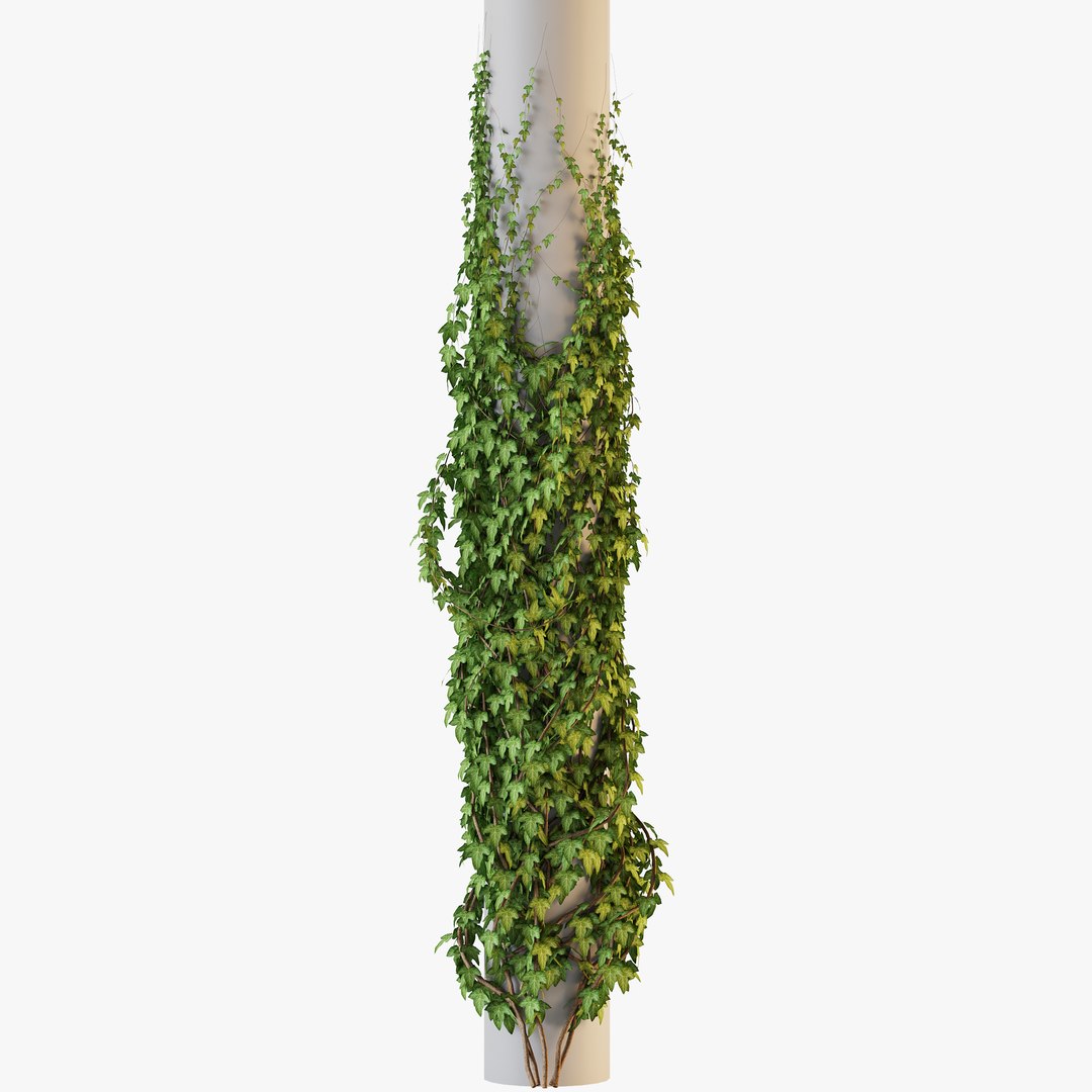 3D Realistic Ivy Plants Set GrowFx Included model https://p.turbosquid.com/ts-thumb/YE/s8RgfI/mE/ivy_collection_preview_02/jpg/1754128915/1920x1080/fit_q87/858d04dd9fb7e398fba4fe385eaf817335a34e00/ivy_collection_preview_02.jpg