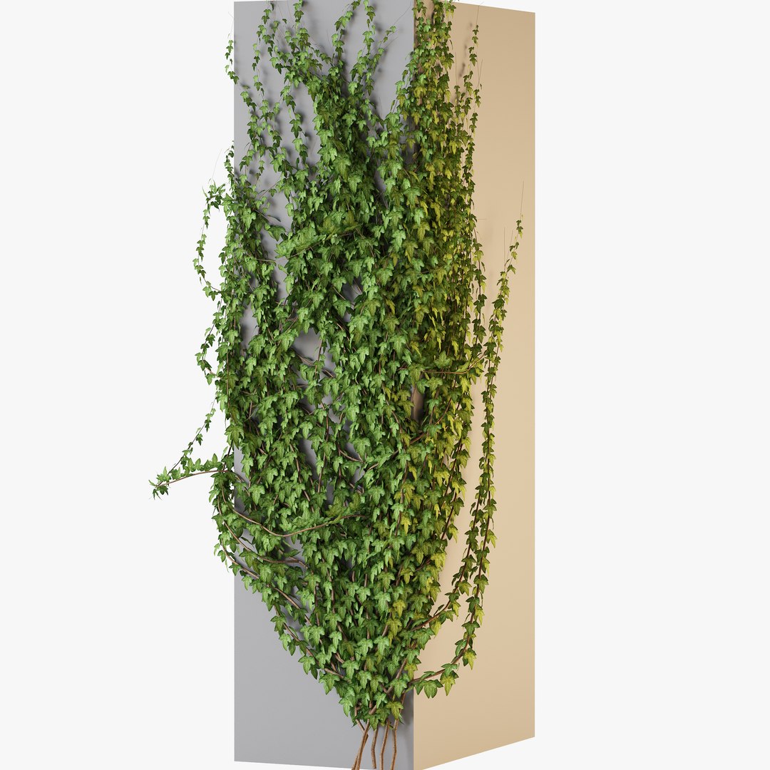 3D Realistic Ivy Plants Set GrowFx Included model https://p.turbosquid.com/ts-thumb/YE/s8RgfI/t2/ivy_collection_preview_07/jpg/1754128919/1920x1080/fit_q87/868feb2f09646f5380d14318bb5fff5e617b0773/ivy_collection_preview_07.jpg