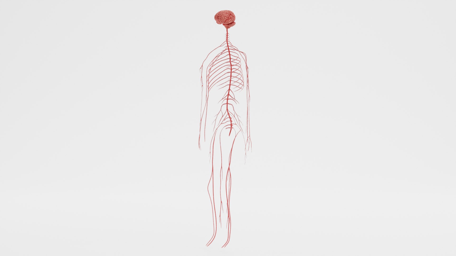 Human Nerves Fresh 3D Model - TurboSquid 1891613