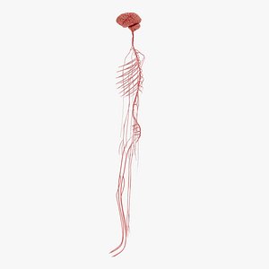 Human Nerves Fresh