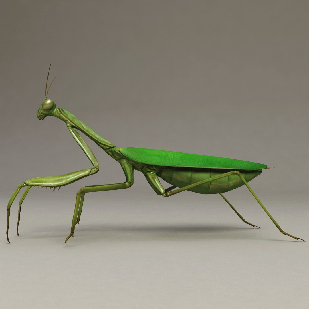 Lwo Mantis Modelled