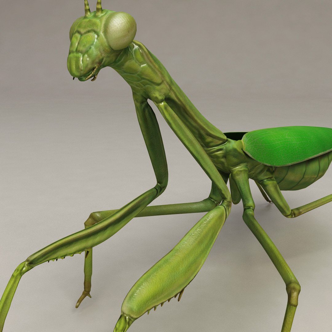 Lwo Mantis Modelled