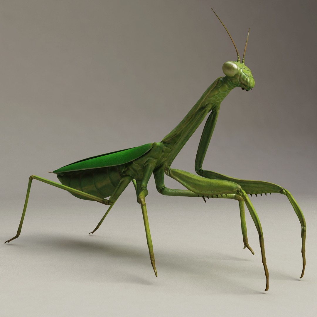 Lwo Mantis Modelled