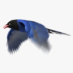 Taiwan Blue Magpie (Animated)