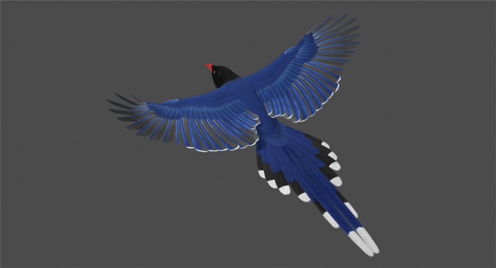 3d taiwan blue magpie animation model