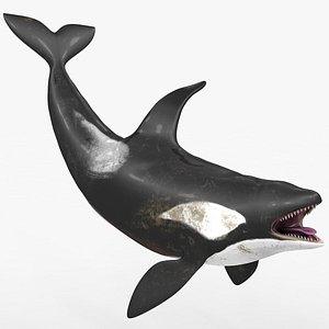 3D killer whale kill