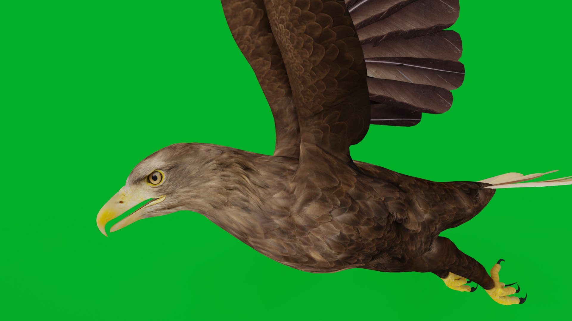 White Tailed Eagle 3D model https://p.turbosquid.com/ts-thumb/YF/9APnuo/Nl/white_tailed_eagle_preview4/png/1761916544/1920x1080/fit_q87/28d91259270427d10ec5234b9f570bc6e016171d/white_tailed_eagle_preview4.jpg
