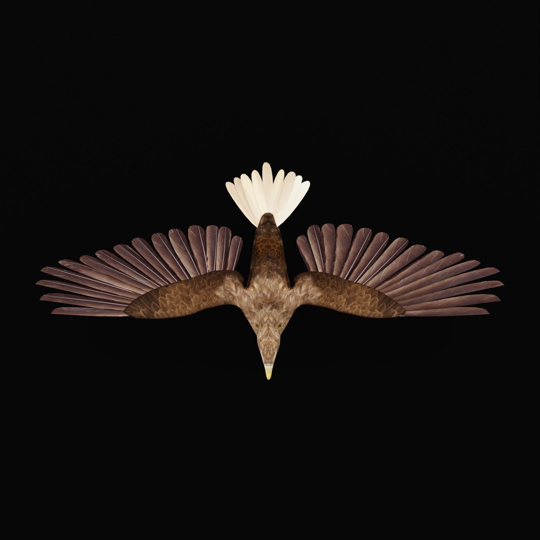 White Tailed Eagle 3D model https://p.turbosquid.com/ts-thumb/YF/9APnuo/PV/whitetailedseaeagle_0004/jpg/1761916587/1920x1080/fit_q87/44f6c2bd6bbc3031b339c67a0059b64b0708cb29/whitetailedseaeagle_0004.jpg