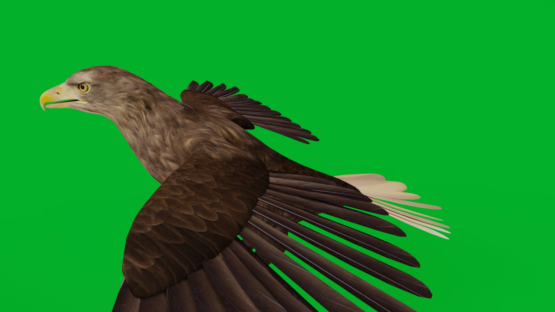 White Tailed Eagle 3D model https://p.turbosquid.com/ts-thumb/YF/9APnuo/R2/white_tailed_eagle_preview5/png/1761916546/1920x1080/fit_q87/be0a6a33b2521ac9d3a23dc9cee26fcf2d2aa676/white_tailed_eagle_preview5.jpg
