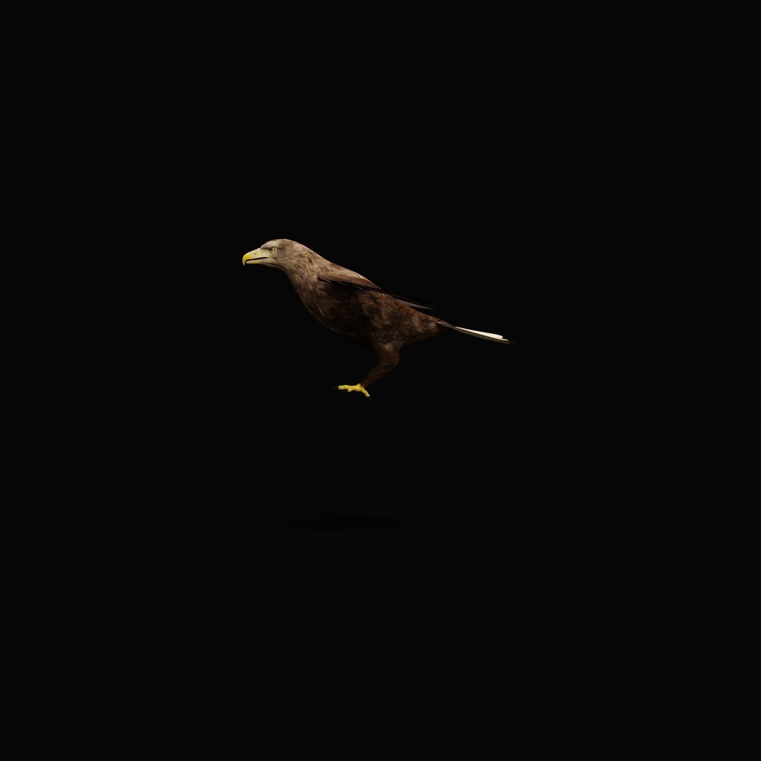 White Tailed Eagle 3D model https://p.turbosquid.com/ts-thumb/YF/9APnuo/SB/whitetailedseaeagle_0003/jpg/1761916585/1920x1080/fit_q87/0f2fdfe3da8f2226514ddc579a1f6a5e29cb201e/whitetailedseaeagle_0003.jpg
