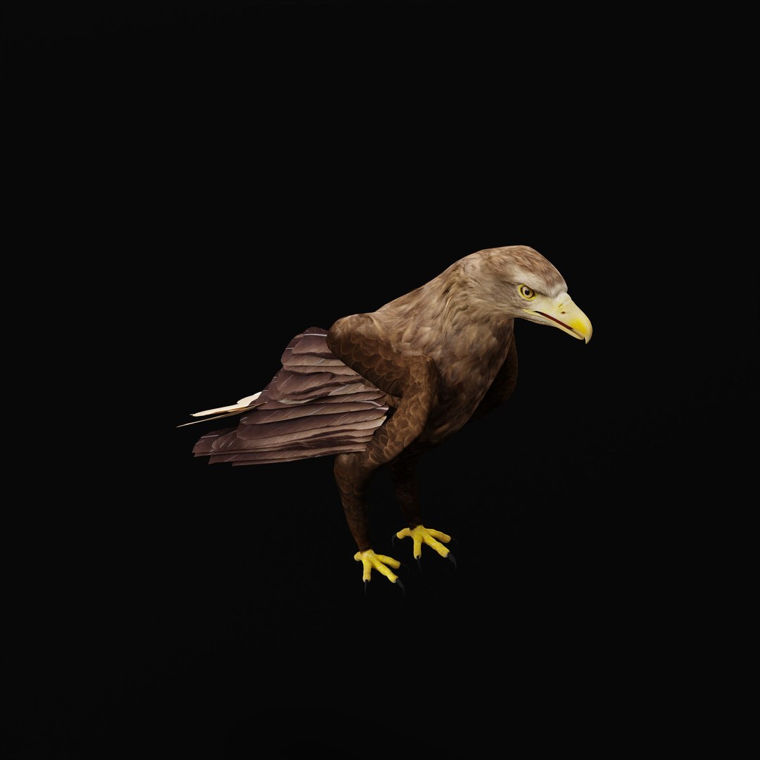 White Tailed Eagle 3D model https://p.turbosquid.com/ts-thumb/YF/9APnuo/Up/whitetailedseaeagle_0002/jpg/1761916583/1920x1080/fit_q87/0670b74891c118d1f34a08308072b54a29aceb1e/whitetailedseaeagle_0002.jpg