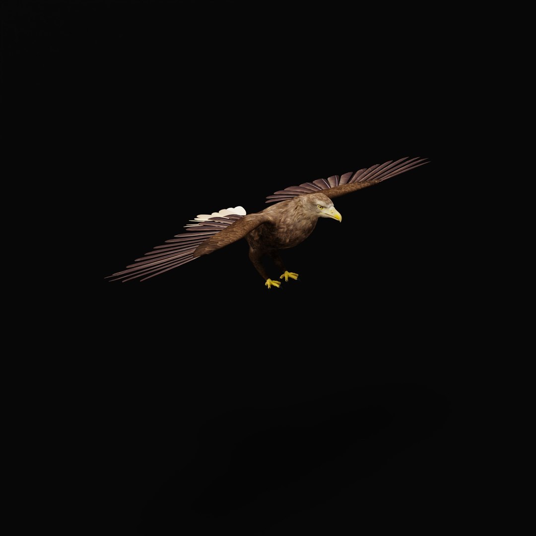 White Tailed Eagle 3D model https://p.turbosquid.com/ts-thumb/YF/9APnuo/Uy/whitetailedseaeagle_0005/jpg/1761916588/1920x1080/fit_q87/1c465fbef38da2bf9218ab66e089d4ba1fbecb98/whitetailedseaeagle_0005.jpg