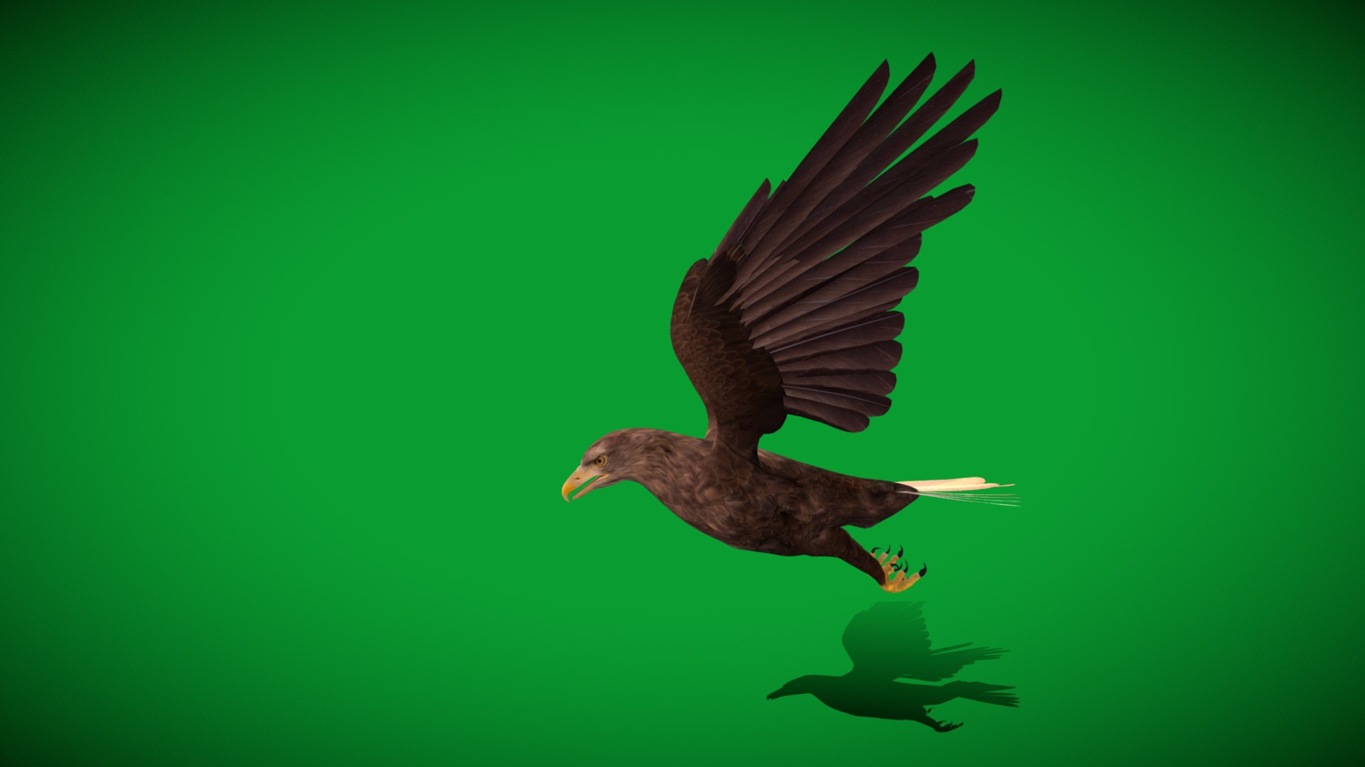 White Tailed Eagle 3D model https://p.turbosquid.com/ts-thumb/YF/9APnuo/VD/white_tailed_sea_eagle10/png/1761916605/1920x1080/fit_q87/5e3876073e79458684c8aa88b7af858e3b908f17/white_tailed_sea_eagle10.jpg