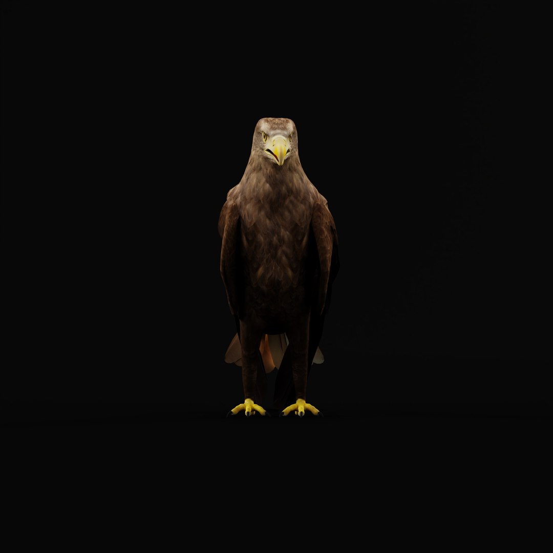 White Tailed Eagle 3D model https://p.turbosquid.com/ts-thumb/YF/9APnuo/df/whitetailedseaeagle_0001/jpg/1761916582/1920x1080/fit_q87/7b0af3b5b687b4223efb1ec5358e6c1874c431cb/whitetailedseaeagle_0001.jpg