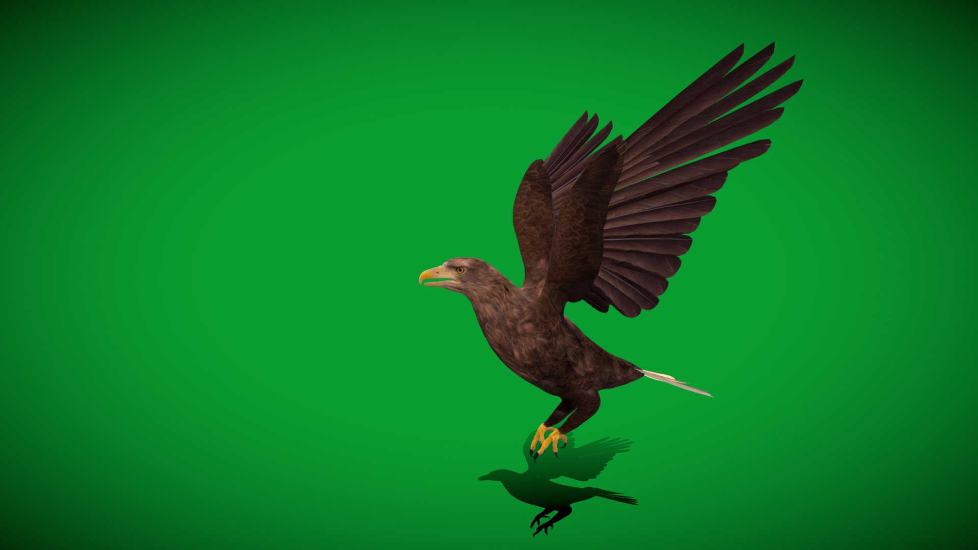 White Tailed Eagle 3D model https://p.turbosquid.com/ts-thumb/YF/9APnuo/g3/white_tailed_sea_eagle8/png/1761916601/1920x1080/fit_q87/64425fee2ac36118a0151dc57f267e31fb62a4f9/white_tailed_sea_eagle8.jpg