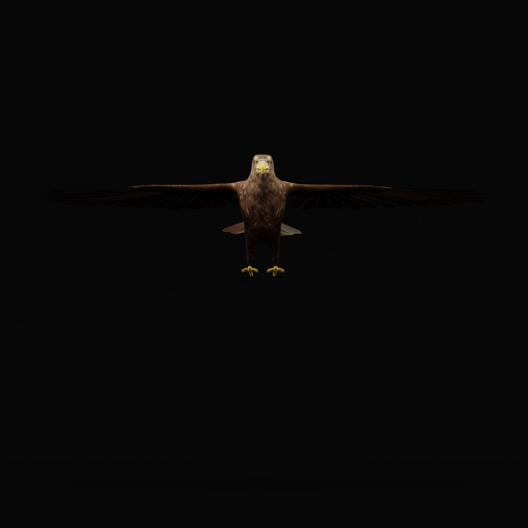 White Tailed Eagle 3D model https://p.turbosquid.com/ts-thumb/YF/9APnuo/gG/whitetailedseaeagle_0006/jpg/1761916588/1920x1080/fit_q87/9d7de3252b4f124e17a1dbad021de0ed2e7e9955/whitetailedseaeagle_0006.jpg
