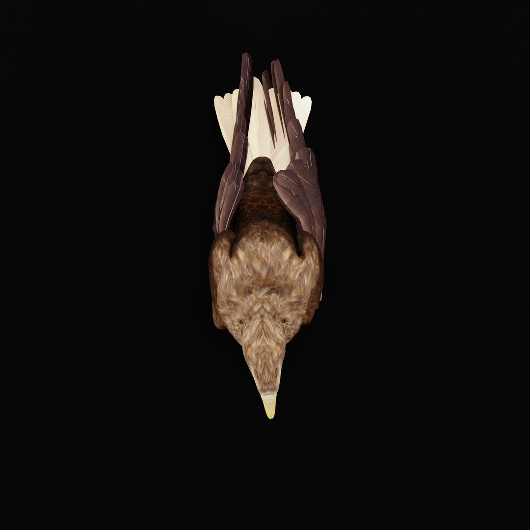 White Tailed Eagle 3D model https://p.turbosquid.com/ts-thumb/YF/9APnuo/kj/whitetailedseaeagle/jpg/1761916580/1920x1080/fit_q87/24cbc147f84fe5eeb48afb11adb57965b7693955/whitetailedseaeagle.jpg
