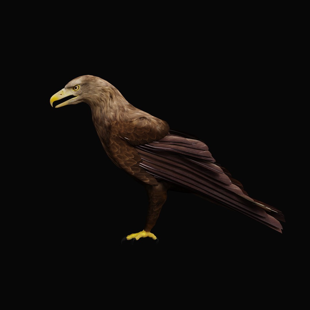 White Tailed Eagle 3D model https://p.turbosquid.com/ts-thumb/YF/9APnuo/mX/whitetailedseaeagle_0000/jpg/1761916585/1920x1080/fit_q87/68128921b96b0aad0b46e7f3a412d0082ec0a8a1/whitetailedseaeagle_0000.jpg