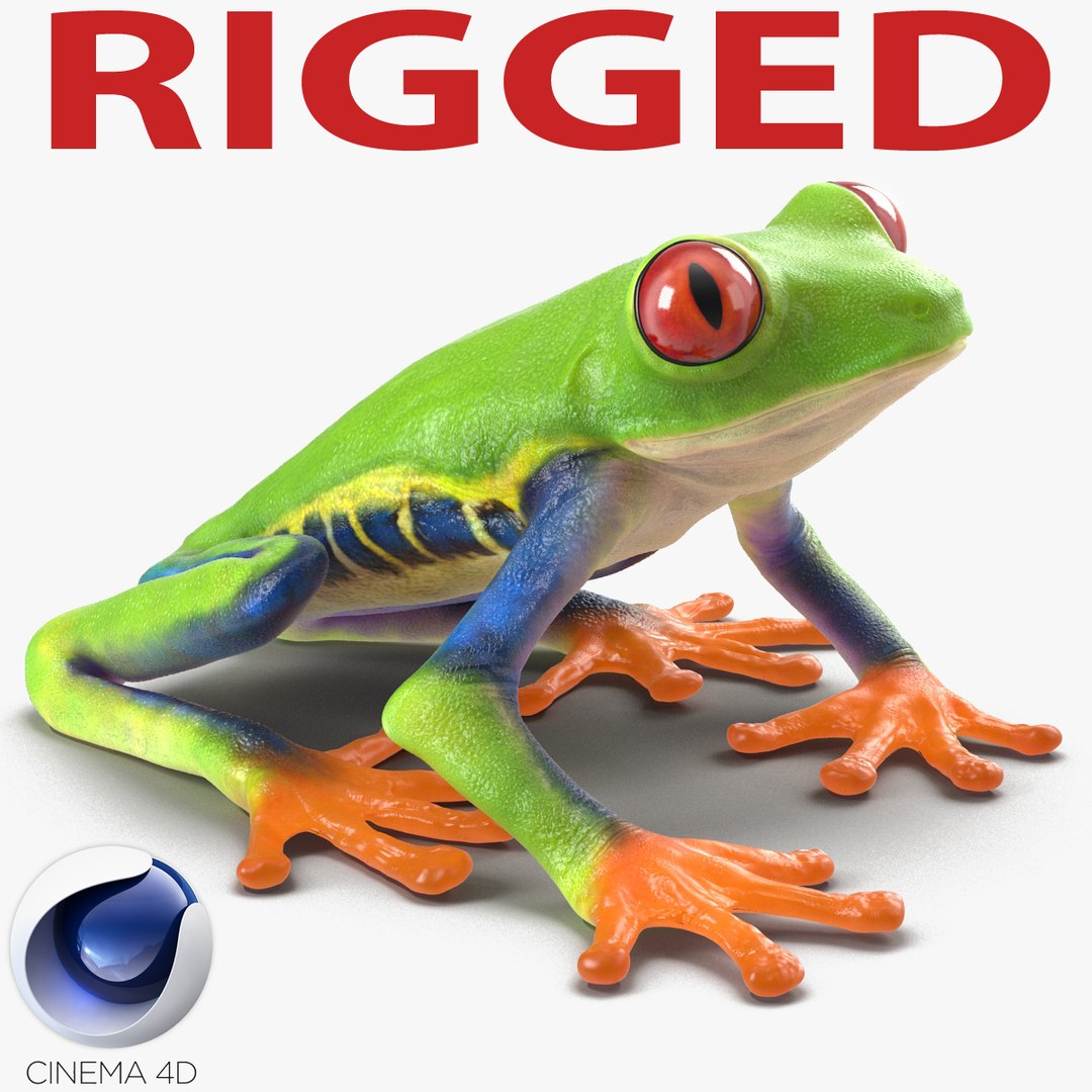 Red Eyed Tree Frog Rigged for Cinema 4D 3D model preview