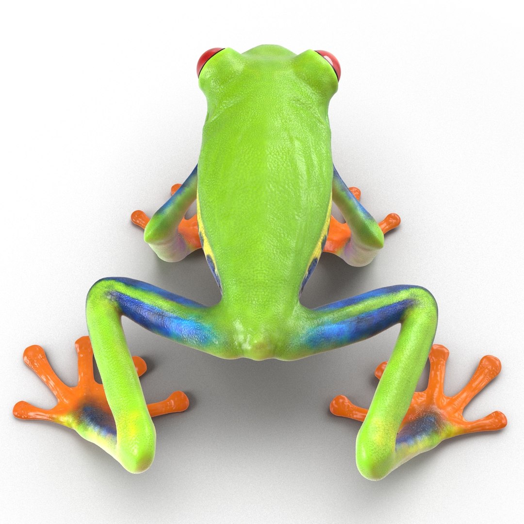 3d red eyed tree frog