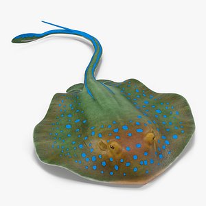 Blue Spotted Stingray Pose 3