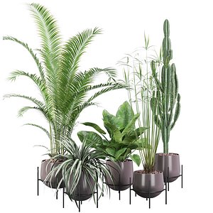 areca palm cyperus 3D model