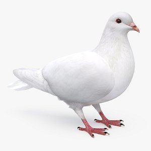 3D dove rigging animation