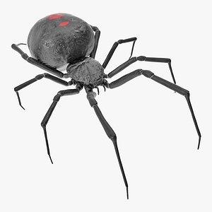 3D black widow spider rigged model