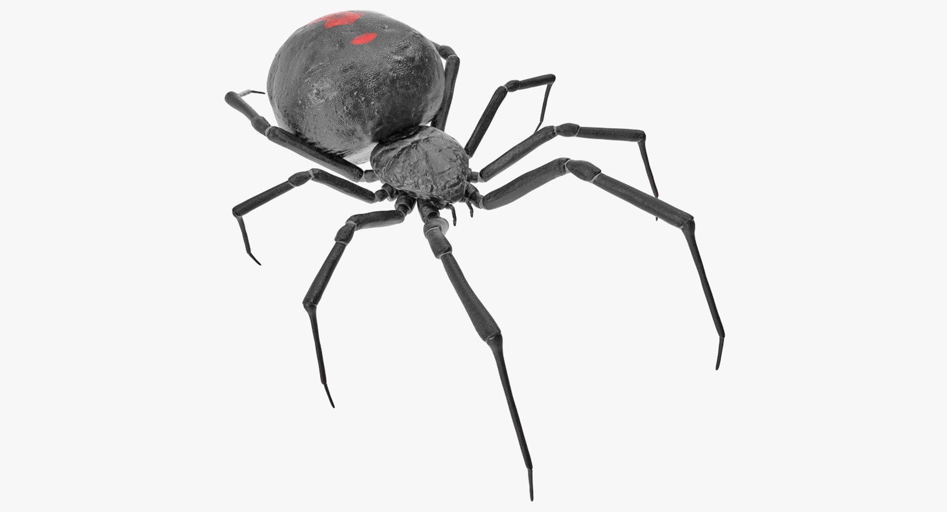 Black Widow Spider Rigged 3D Model preview