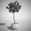 Bougainvillea set 1