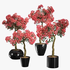 3d model set bougainvillea trees 1