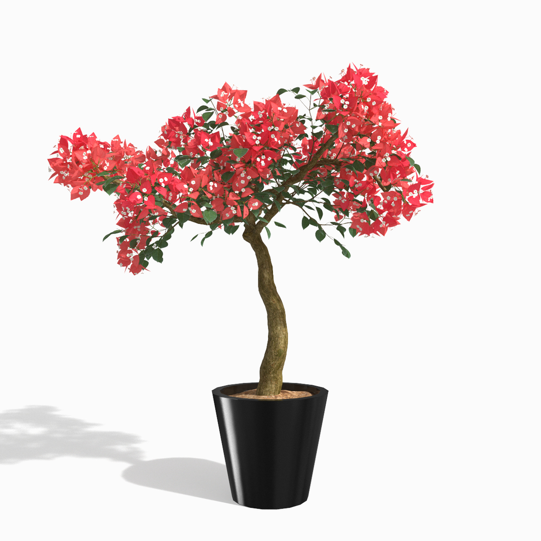 3d model set bougainvillea trees 1 https://p.turbosquid.com/ts-thumb/YF/asNyfS/QXH39TVk/00/jpg/1457808141/1920x1080/turn_fit_q99/d78a24716dd65f4afd06687abbcdee0eae6e540c/00-1.jpg
