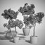 Bougainvillea set 1