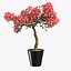 Bougainvillea set 1