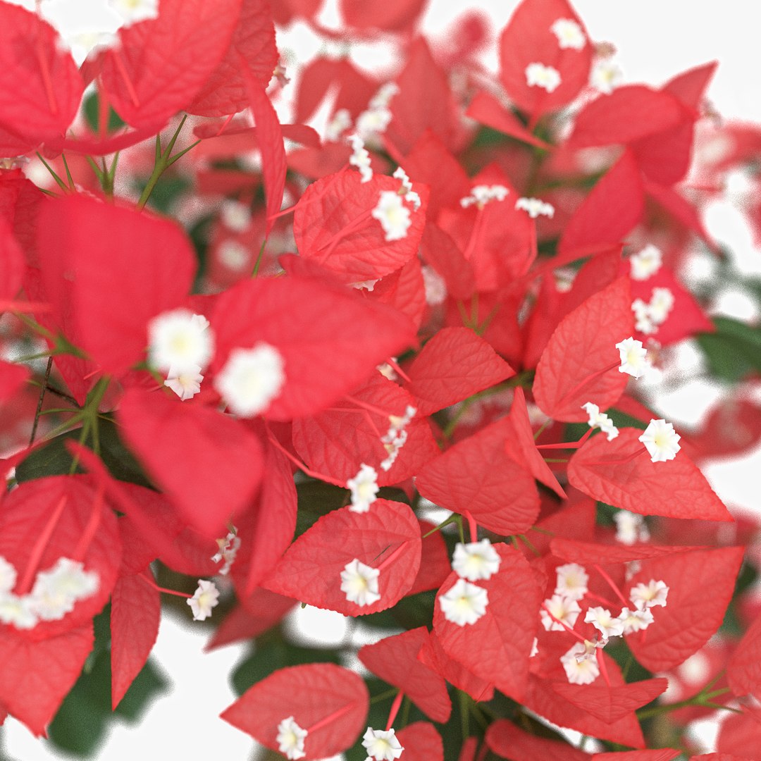 3d model set bougainvillea trees 1 https://p.turbosquid.com/ts-thumb/YF/asNyfS/bx8uqLu0/24/jpg/1457807670/1920x1080/fit_q87/fd6754e4221b5f0346e1f600929774b9f19f3793/24.jpg