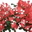 Bougainvillea set 1