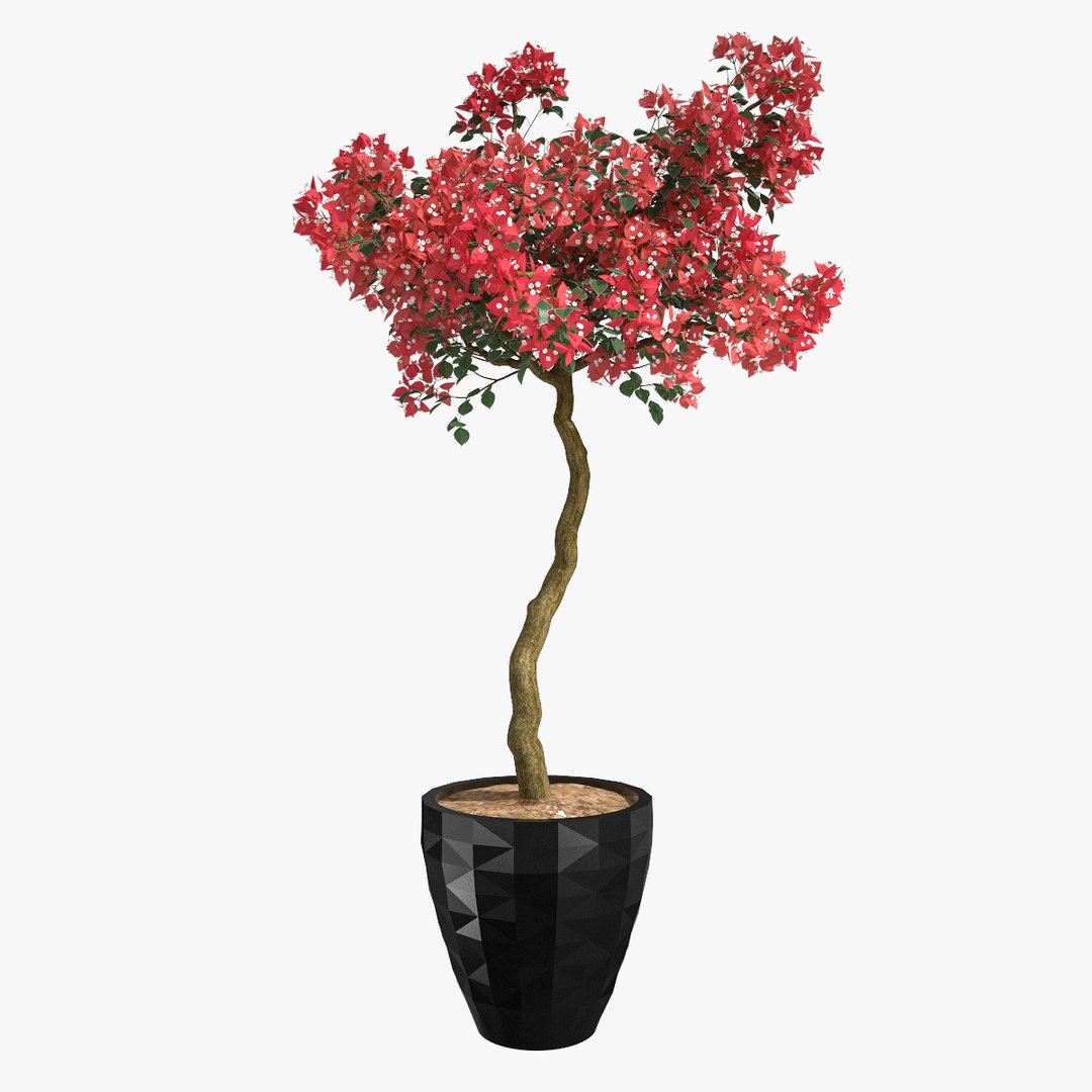 3d model set bougainvillea trees 1 https://p.turbosquid.com/ts-thumb/YF/asNyfS/oGFeKIYS/7/jpg/1457807670/1920x1080/fit_q87/6faf3ef3bde8b4f8f9ca6c19afbe79f39d985d94/7.jpg