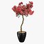 Bougainvillea set 1