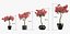 Bougainvillea set 1