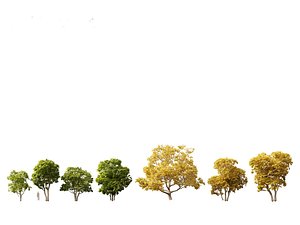 Ficus carica - Common fig 3D model