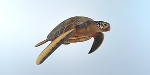 Turtle Lowpoly AR VR mobile