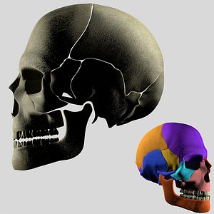 3D human skull model
