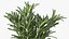 3D Fresh Rosemary Collection