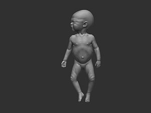 newborn baby anatomy 3D