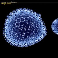 Lymphocytic choriomeningitis