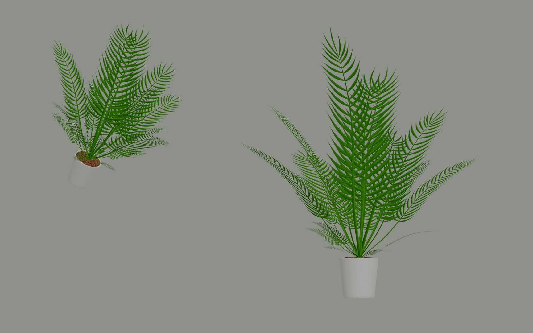 Palm Plant 3D - TurboSquid 2058756