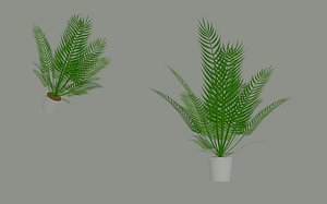 Palm Plant 3D