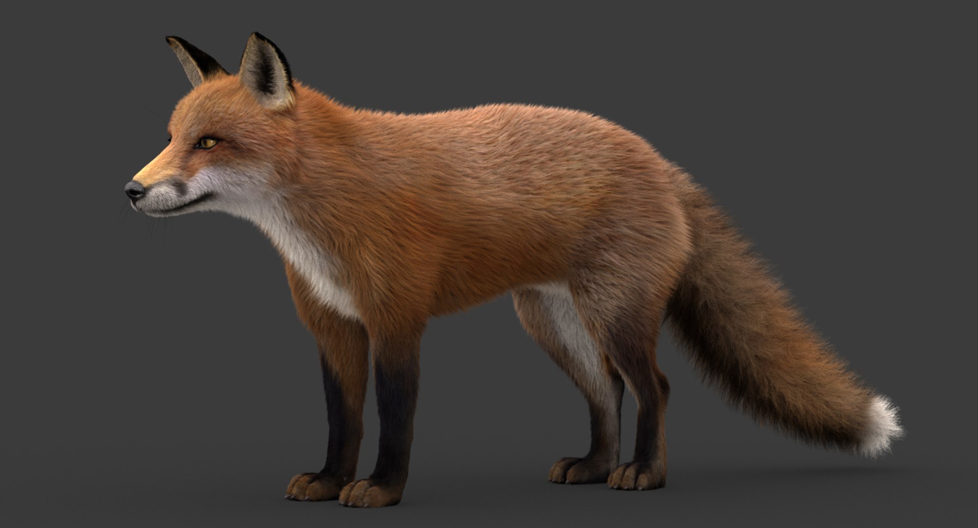 3D Model Fox Rigged Fur - TurboSquid 1215478