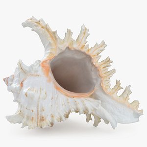 Ramose Murex Pose 2 3D model